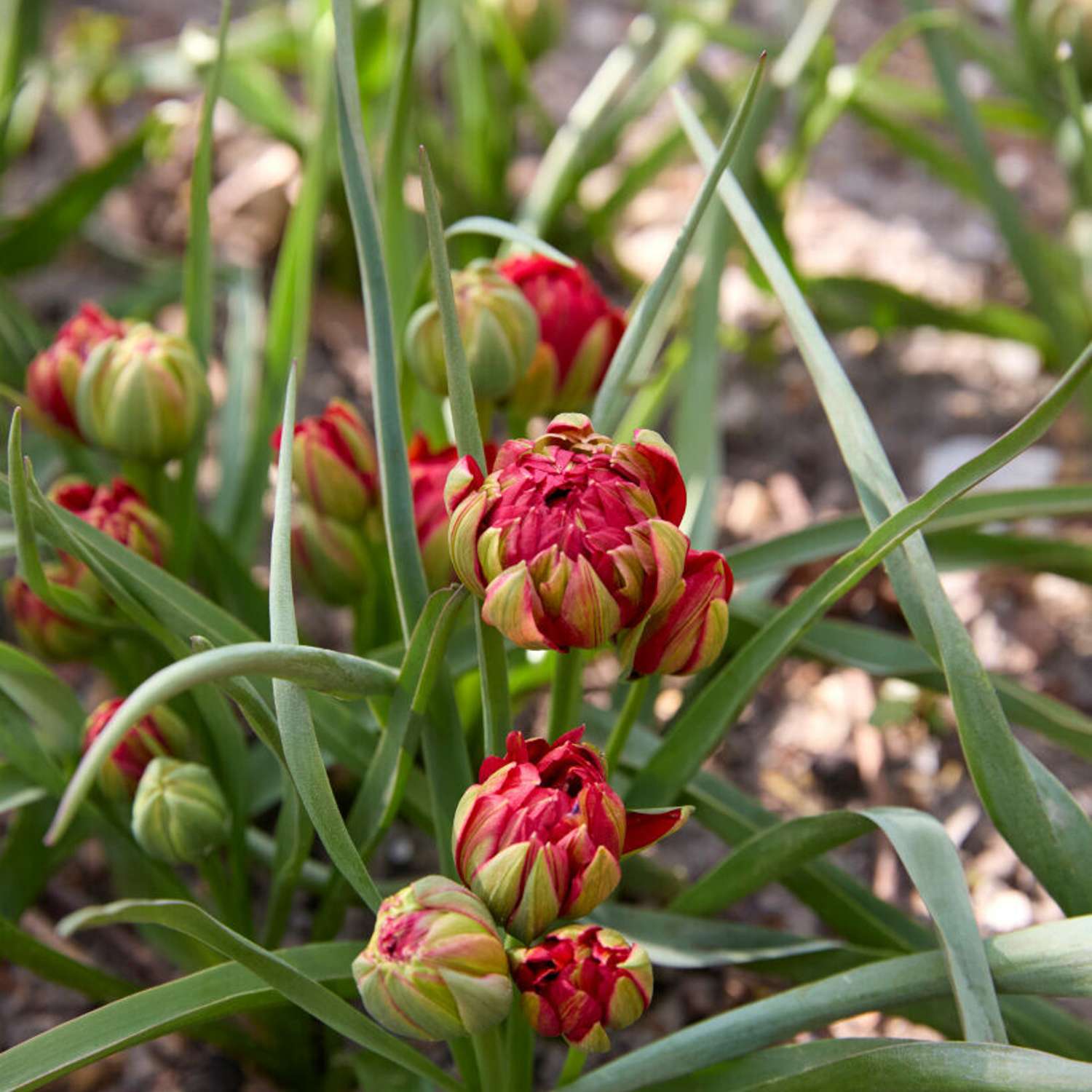 Kasvitieteellinen tulppaani 'Samantha'